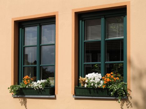 Two windows decorated with flower boxes, which are planted with boxwood and petunias.