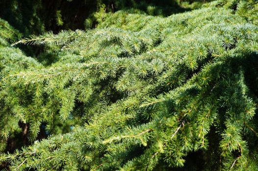 green spruce branches for natural plant background