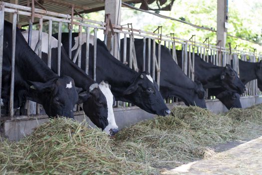 The cows in the pen stretched their heads out to graze.