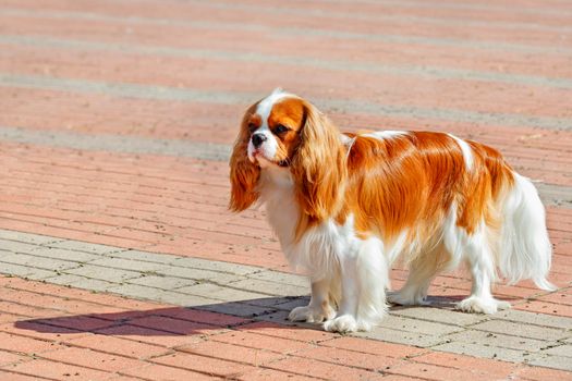 Cavalier King Charles Spaniel looks straight ahead and stands against the backdrop of the sidewalk of red and gray paving stones on a bright sunny day, image with copy space.