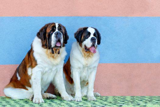 Portrait of a pair of large St. Bernards sitting next to a striped wall in blue and pink, image with copy space.