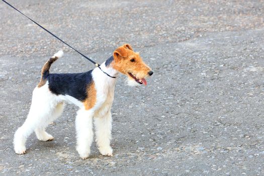 The Wire Fox Terrier looks forward and is held back by a thin leather leash on a bright sunny day, image with copy space.