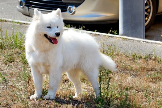 A handsome and fluffy American Eskimo with a protruding red tongue and snow-white fur stands in a park on a lawn on a bright sunny day, image with copy space.