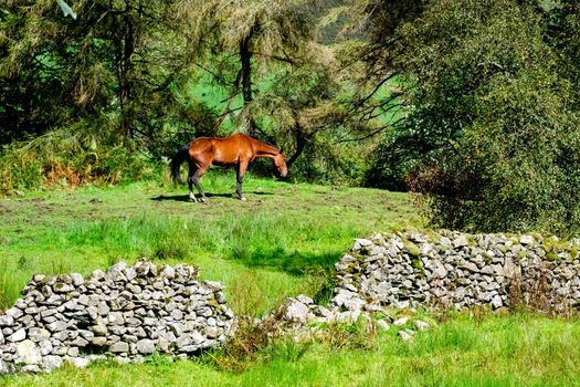 Typical dry stone wall in the countryside of The Lake District