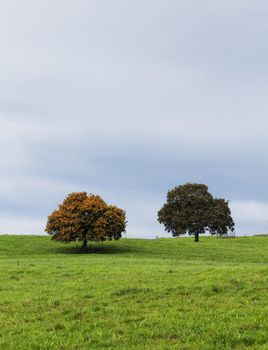 Two lonely trees on the horizon in autumn with a cloudy sky