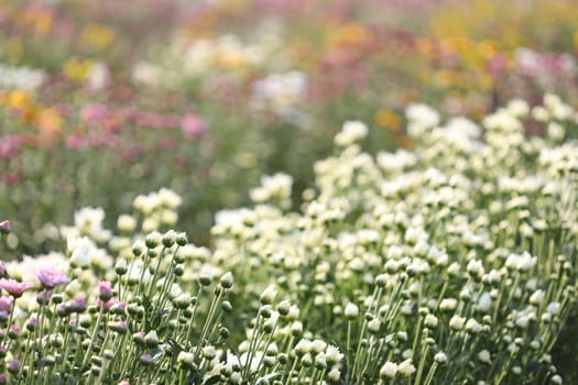 White Chrysanthemum flower blooming under morning sunlight at flower field
