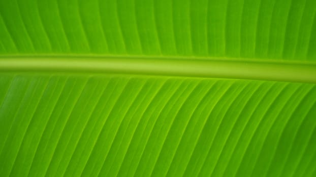 Real green color banana leaf and texture close-up in daylight time.