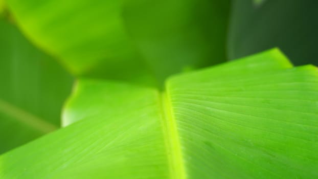 Real green color banana leaf and texture close-up in daylight time.