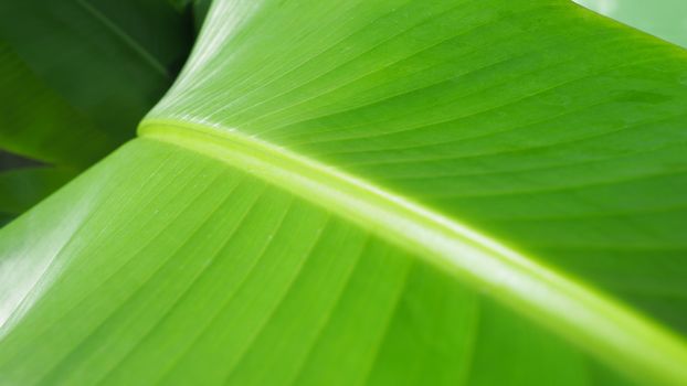Real green color banana leaf and texture close-up in daylight time.