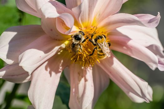 Photo wild bee collects nectar and pollinates the flower. The honey bee collects pollen on the flower Bud. Queen bee at work collecting honey. A drone on a flower. Insects in the wild and biology.