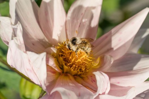 Photo wild bee collects nectar and pollinates the flower. The honey bee collects pollen on the flower Bud. Queen bee at work collecting honey. A drone on a flower. Insects in the wild and biology.