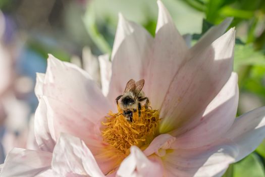 Photo wild bee collects nectar and pollinates the flower. The honey bee collects pollen on the flower Bud. Queen bee at work collecting honey. A drone on a flower. Insects in the wild and biology.