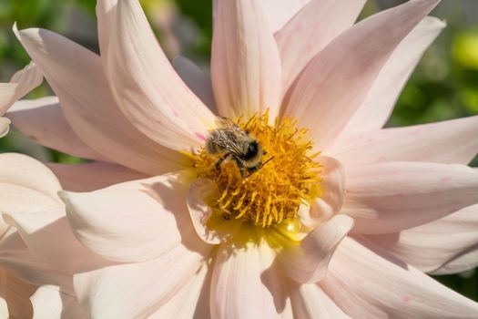 Photo wild bee collects nectar and pollinates the flower. The honey bee collects pollen on the flower Bud. Queen bee at work collecting honey. A drone on a flower. Insects in the wild and biology.