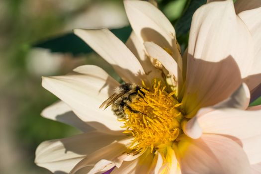 Photo wild bee collects nectar and pollinates the flower. The honey bee collects pollen on the flower Bud. Queen bee at work collecting honey. A drone on a flower. Insects in the wild and biology.