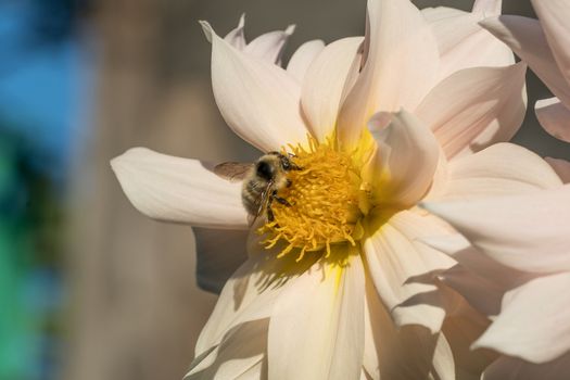 Photo wild bee collects nectar and pollinates the flower. The honey bee collects pollen on the flower Bud. Queen bee at work collecting honey. A drone on a flower. Insects in the wild and biology.