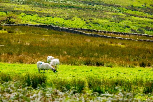 Sheep on the hillside of Kirkstone Pass Lake District