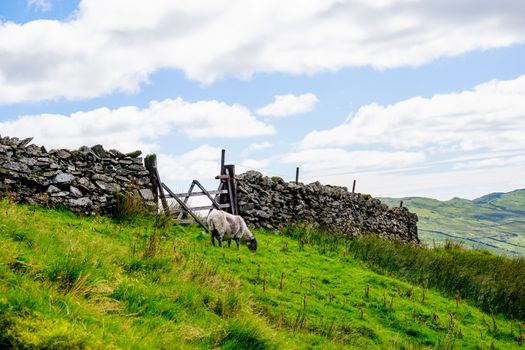 Sheep on the hillside of Kirkstone Pass Lake District