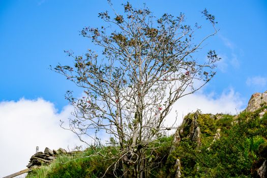 Rowan tree with red berry in autumn season with blue sky background UK