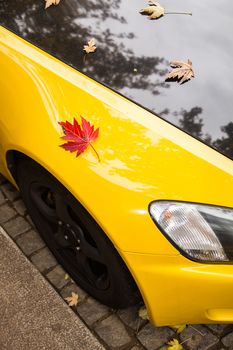 Red leaf fallen on the hood of a yellow and black car. Seasonal concept.