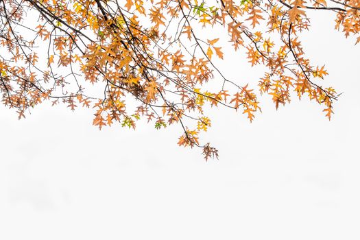 Autumn leaves in shades of brown, yellow and green on a white background. Copy space.