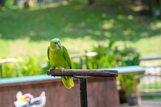 Green parrot on the perch. Birds in a city park.