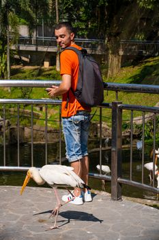 A milky stork heron walks under the feet of a tourist begging for food