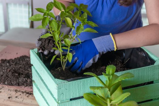 Woman transplanting plant a into a new pot. Young businesswoman transplanting plants in flowerpots. people, gardening, flower planting and profession concept - close up of woman or gardener