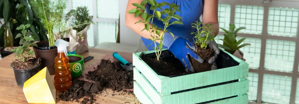 Woman transplanting plant a into a new pot. Young businesswoman transplanting plants in flowerpots. people, gardening, flower planting and profession concept - close up of woman or gardener