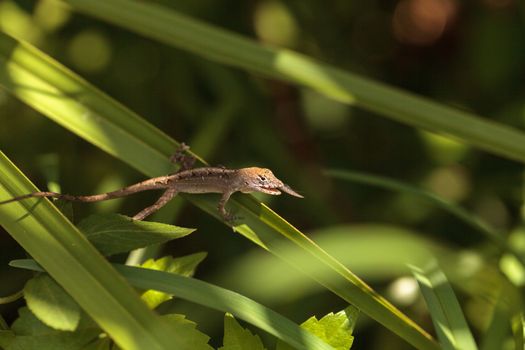 Cuban brown anole Anolis sagrei eats a wood termite with wings in Naples, Florida.