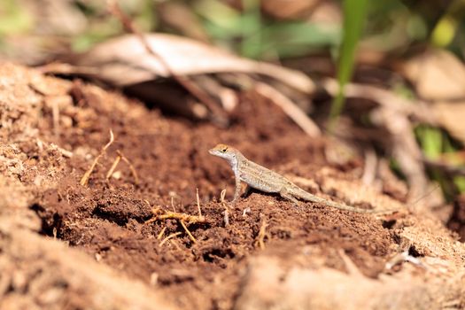 Cuban brown anole Anolis sagrei eats a wood termite with wings in Naples, Florida.