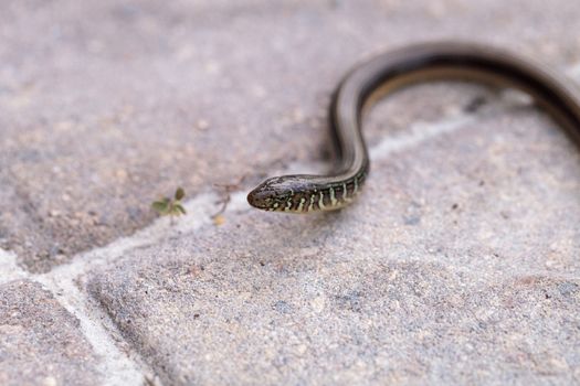 Island glass lizard Ophisaurus compressus is a legless lizard found in southeastern United States. This one was seen in Naples, Florida