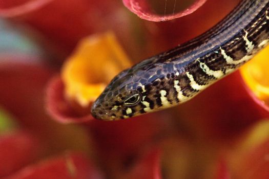 Island glass lizard Ophisaurus compressus is a legless lizard found in southeastern United States. This one was seen in Naples, Florida