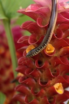 Island glass lizard Ophisaurus compressus is a legless lizard found in southeastern United States. This one was seen in Naples, Florida