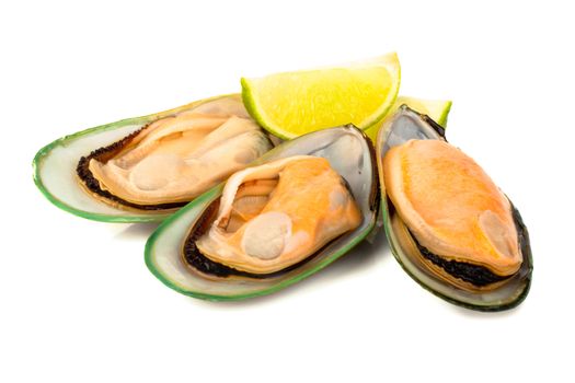 Three Female New Zealand greenshell mussels studio isolated on white background