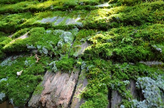 worn or weathered wood roof tiles or shingles with green moss