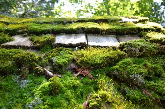 worn or weathered wood roof tiles or shingles with green moss