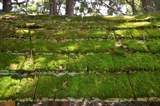 worn or weathered wood roof tiles or shingles with green moss