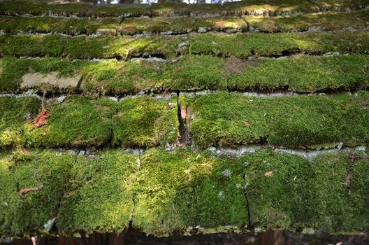 worn or weathered wood roof tiles or shingles with green moss