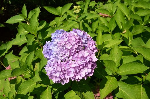 hydrangea plant with purple and pink petals blooming