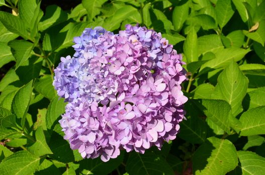 hydrangea plant with purple and pink petals blooming