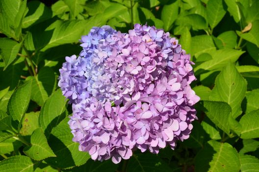 hydrangea plant with purple and pink petals blooming