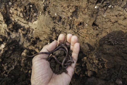 Hand of male holding soil with earthworm in the hands for planting with copy space for insert text.