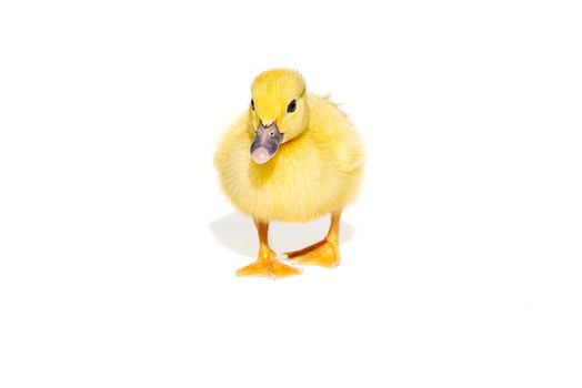 NewBorn little Cute yellow duckling isolated on white