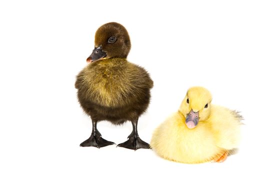 NewBorn little Cute yellow and black ducklings on white background