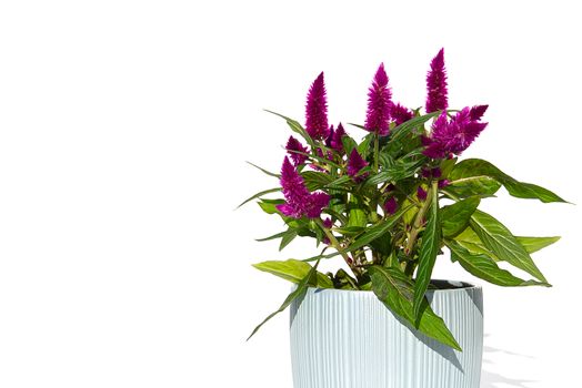 Potted Cockscomb celosia spicata plant isolated on white. Pink flower of celosia spicata is in the family Amaranthaceae, home tropical flower