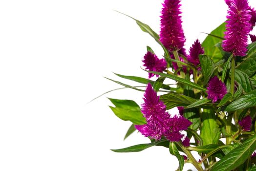 Potted Cockscomb celosia spicata plant isolated on white. Pink flower of celosia spicata is in the family Amaranthaceae, home tropical flower