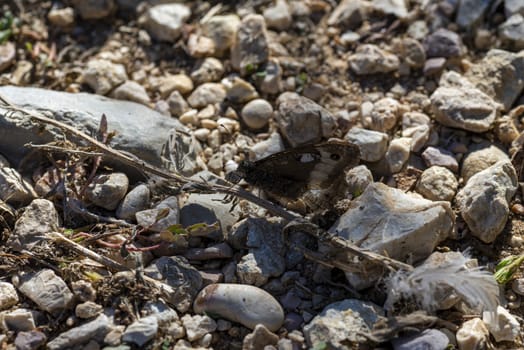 hipparchia semele butterfly resting on the ground in a stony ground