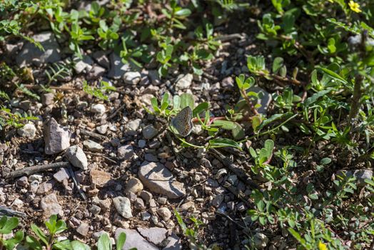 polymmatus iacarus butterfly sitting on the ground very common in fields
