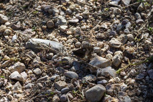 hipparchia semele butterfly resting on the ground in a stony ground