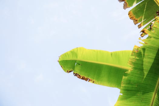 Banana leaves with sunlight at the sky.